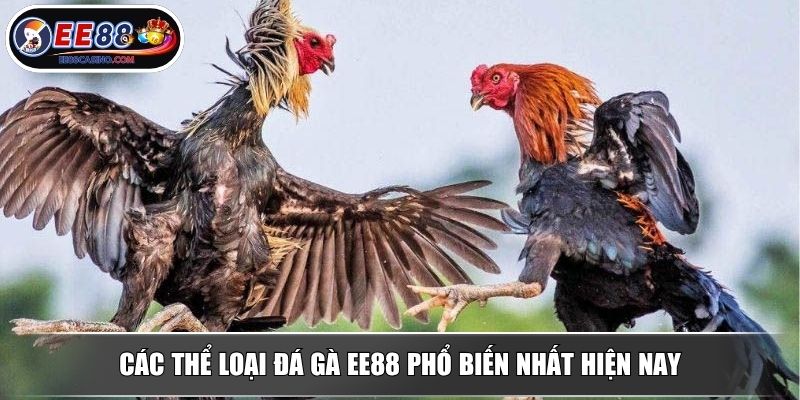 Các thể loại đá gà EE88 phổ biến nhất hiện nay
