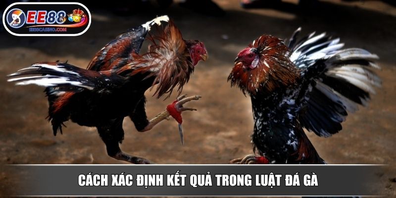 Cách xác định kết quả trong luật đá gà