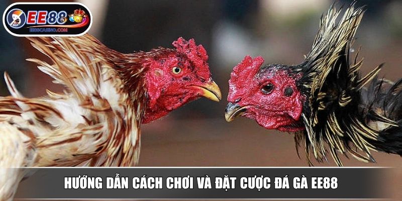Hướng dẫn cách chơi và đặt cược đá gà EE88