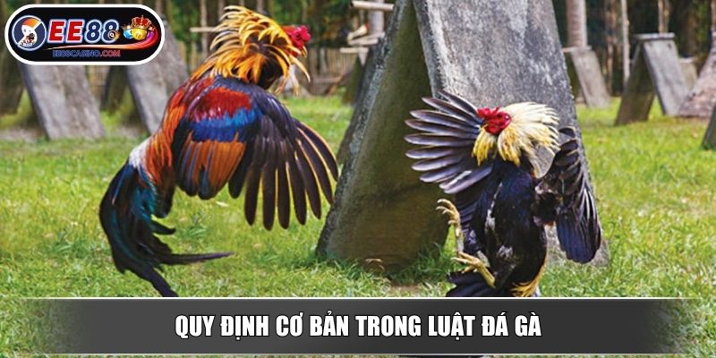 Quy định cơ bản trong luật đá gà